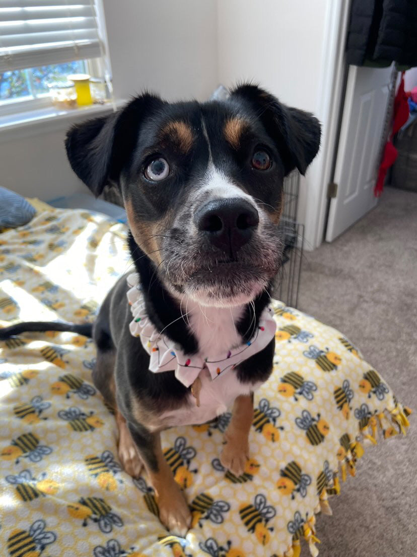 Dog and Cat Collar Scrunchies